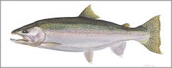 Flick Ford - Steelhead Trout