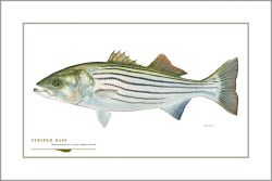 Flick Ford - Striped Bass