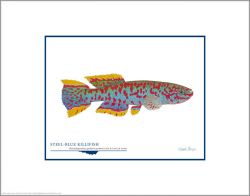 Flick Ford - Steel-blue Killifish