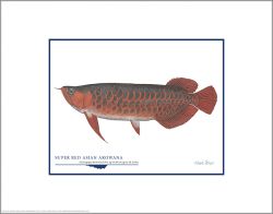 Flick Ford - Super Red Asian Arowana