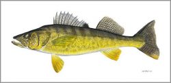Flick Ford - Walleye
