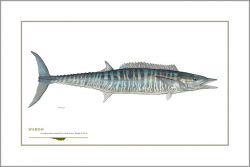 Flick Ford - Wahoo Mackerel