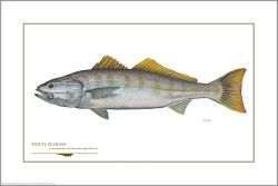 Flick Ford - White Seabass