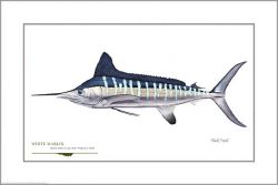 Flick Ford - White Marlin