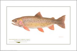 Flick Ford - Yellowstone Cutthroat