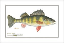 Flick Ford - Yellow Perch