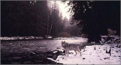 Rod Frederick - From Timber's Edge