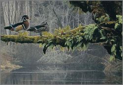 Rod Frederick - Out on a Limb