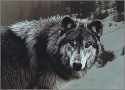 Rod Frederick - Timber Ghost