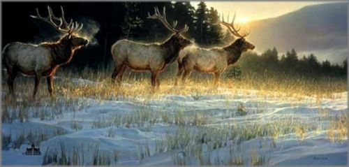 Nancy Glazier - Elk Ridge