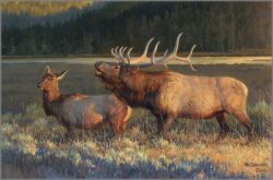 Nancy Glazier - Evening Light