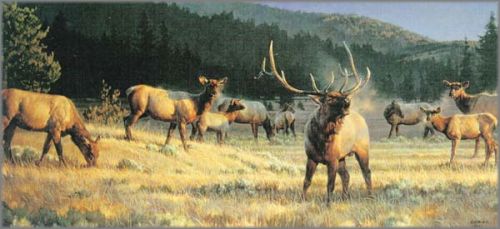 Nancy Glazier - Rocky Mountain Meadow