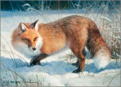 Nancy Glazier - Winter Fox