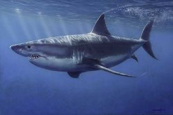 Dave Grant - Great White Shark