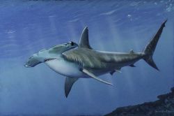 Dave Grant - Hammerhead Shark
