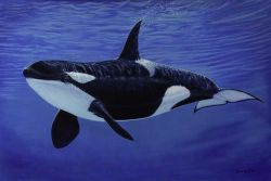 Dave Grant - Orca