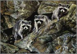 Alan Hunt - Hole in the Wall Gang