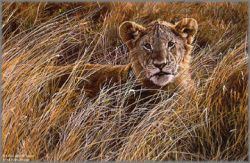 Alan Hunt - Serengeti Prince