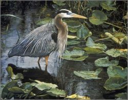 Terry Isaac - After the Rain - Great Blue Heron