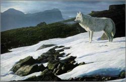 Terry Isaac - Arctic Light - Arctic Wolf