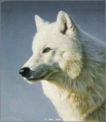 Terry Isaac - Arctic Wolf Portrait