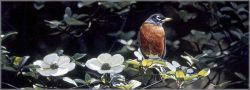Terry Isaac - Backyard Robin