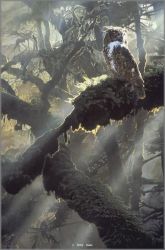 Terry Isaac - Caught by the Light - Great Horned Owl