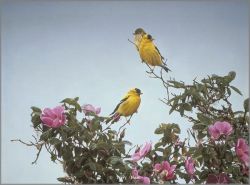 Terry Isaac - Gold on the Rose - American Goldfinch