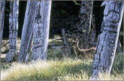 Terry Isaac - Haida Dreams