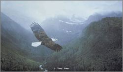 Terry Isaac - Into the Mist - Bald Eagle