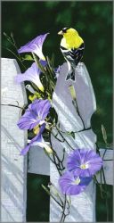 Terry Isaac - Morning Glories - American Goldfinch