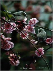 Terry Isaac - Spring Song Terry Isaac - Spring Song