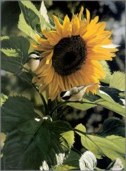 Terry Isaac - Sunbathers - Black-Capped Chickadees