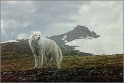 Terry Isaac - Tundra Song