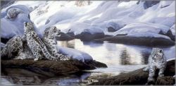 Terry Isaac - Watchful Eye - Snow Leopards