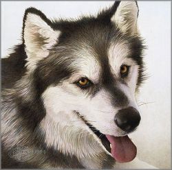 Scott Kennedy - Alaskan Malamute