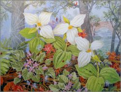 Robert Laessig - Trillium and Lady Bugs
