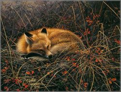 Stephen Lyman - Fox Dreams