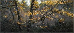 Stephen Lyman - Steller Autumn Stephen Lyman - Steller Autumn