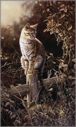 Bonnie Marris - Bittersweet