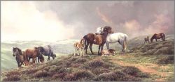 Bonnie Marris - Dartmoor Ponies
