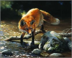 Bonnie Marris - Frogs for Breakfast