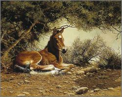 Bonnie Marris - Mom's Shadow