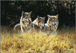 Bonnie Marris - Other Footsteps