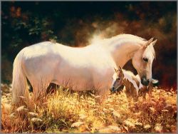 Bonnie Marris - Queen Anne's Lace