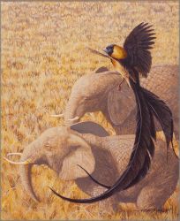 Carel Brest van Kempen - Long-tailed Paradise Whydah & African Elephants Carel Brest van Kempen - Long-tailed Paradise Whydah & African Elephants