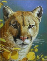 James Faulkner - Tomcat - Cougar James Faulkner - Tomcat - Cougar