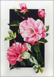 Sherry Mitchell - Old Roses Sherry Mitchell - Old Roses