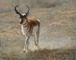 Jan Martin McGuire - Kickin' Up Dust