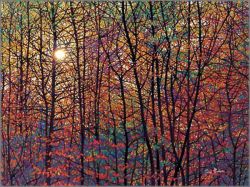 Tim Packer - Autumn Sunburst